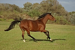 pferdefotos deutsches_reitpony