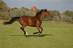 pferdefotos deutsches_reitpony