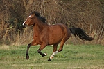 pferdefotos deutsches_reitpony