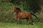 pferdefotos deutsches_reitpony