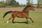 pferdefotos deutsches_reitpony