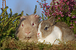 tierfreundschaft tierfreundschaft