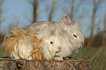 tierfreundschaft tierfreundschaft
