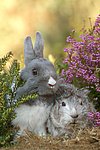 tierfreundschaft tierfreundschaft