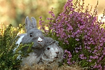 tierfreundschaft tierfreundschaft