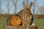tierfreundschaft tierfreundschaft