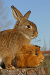 tierfreundschaft tierfreundschaft