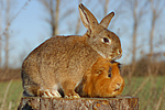 tierfreundschaft tierfreundschaft