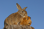 tierfreundschaft tierfreundschaft