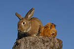 tierfreundschaft tierfreundschaft