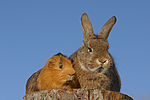 tierfreundschaft tierfreundschaft