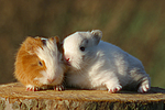 tierfreundschaft tierfreundschaft
