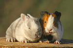 tierfreundschaft tierfreundschaft