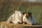tierfreundschaft tierfreundschaft