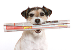 hundefotos parson_russell_terrier