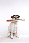 hundefotos parson_russell_terrier
