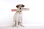 hundefotos parson_russell_terrier
