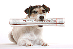 hundefotos parson_russell_terrier