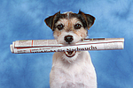 hundefotos parson_russell_terrier