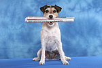 hundefotos parson_russell_terrier
