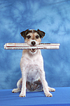 hundefotos parson_russell_terrier