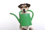 hundefotos parson_russell_terrier