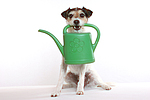 hundefotos parson_russell_terrier