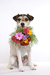 hundefotos parson_russell_terrier