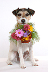 hundefotos parson_russell_terrier