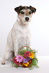 hundefotos parson_russell_terrier