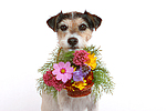 hundefotos parson_russell_terrier