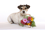 hundefotos parson_russell_terrier