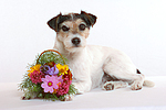 hundefotos parson_russell_terrier