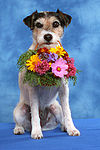 hundefotos parson_russell_terrier