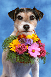 hundefotos parson_russell_terrier