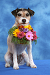 hundefotos parson_russell_terrier