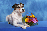 hundefotos parson_russell_terrier