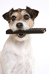 hundefotos parson_russell_terrier