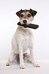 hundefotos parson_russell_terrier
