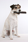 hundefotos parson_russell_terrier