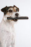 hundefotos parson_russell_terrier