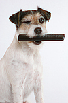 hundefotos parson_russell_terrier