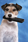 hundefotos parson_russell_terrier