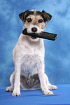 hundefotos parson_russell_terrier