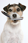 hundefotos parson_russell_terrier