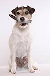 hundefotos parson_russell_terrier