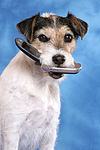 hundefotos parson_russell_terrier