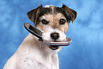 hundefotos parson_russell_terrier