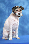 hundefotos parson_russell_terrier