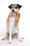 hundefotos parson_russell_terrier